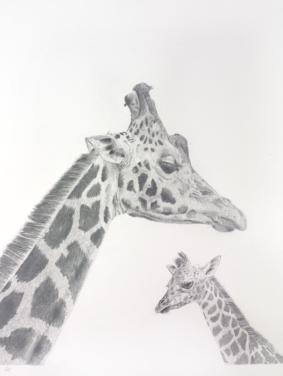 Giraffe Study