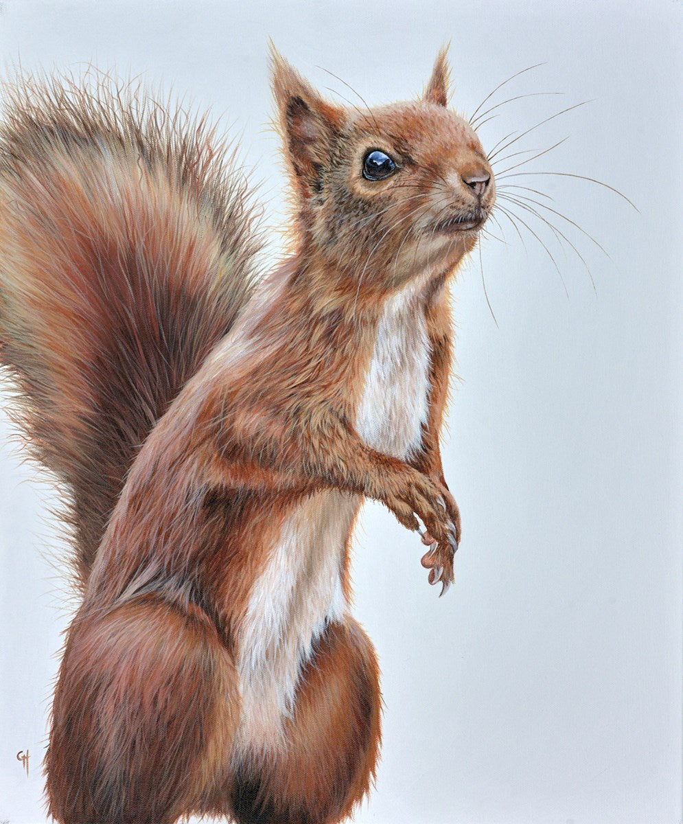 Red Squirrel