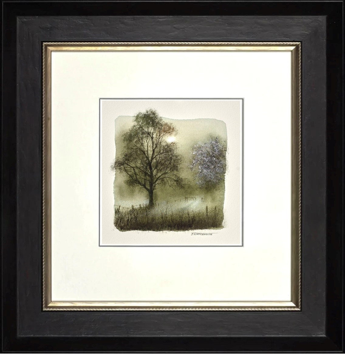 Hawthorn Blossom (Study) (Framed)