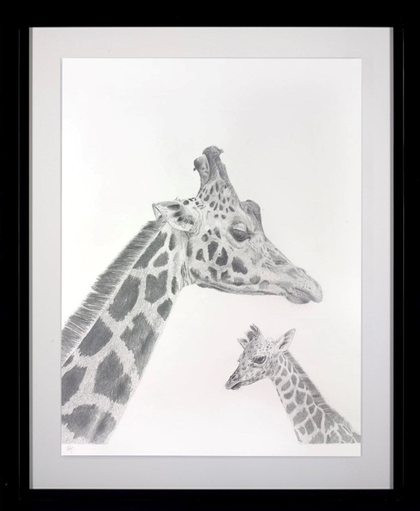 Giraffe Study (Framed)
