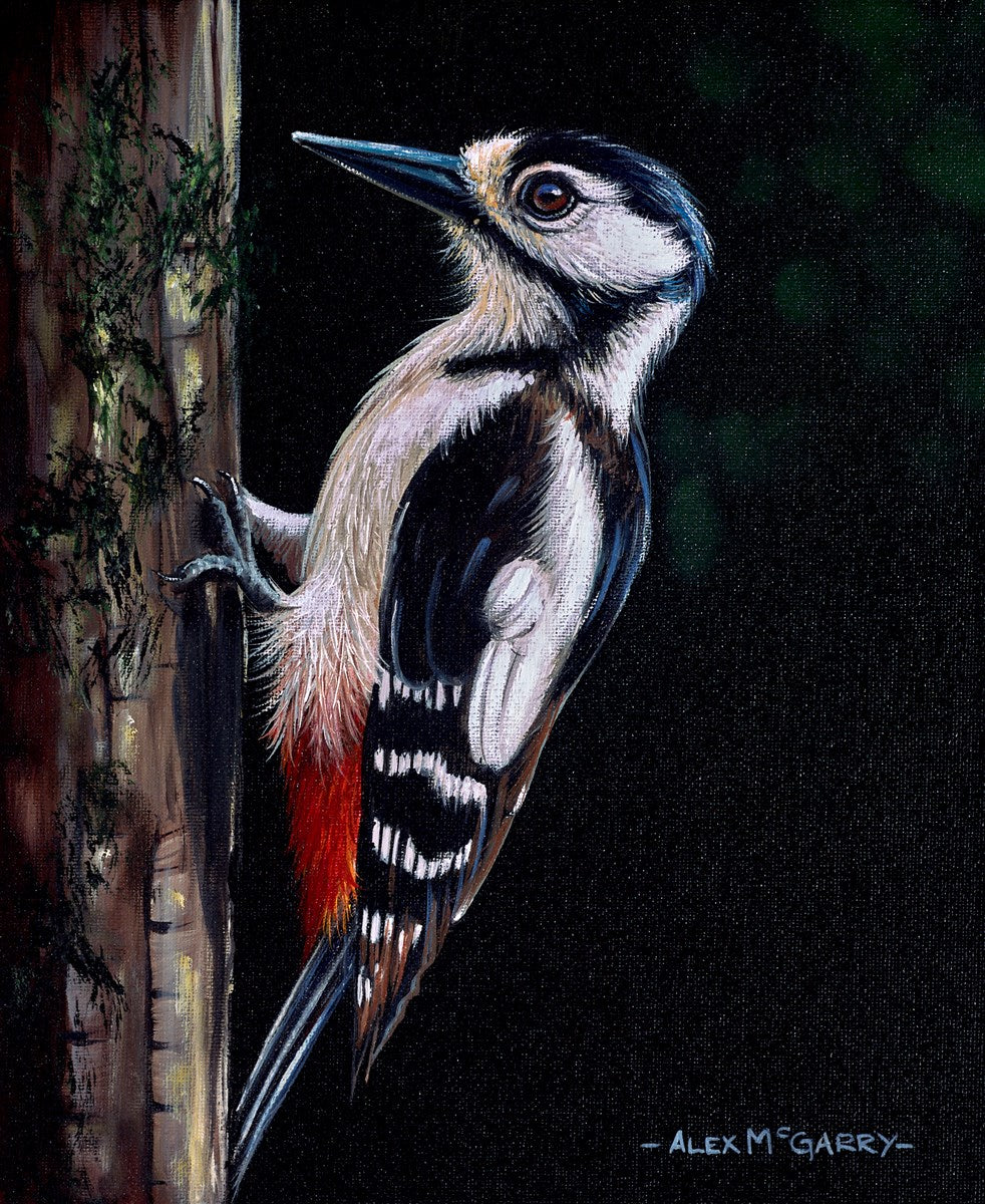 Great Spotted Woodpecker I