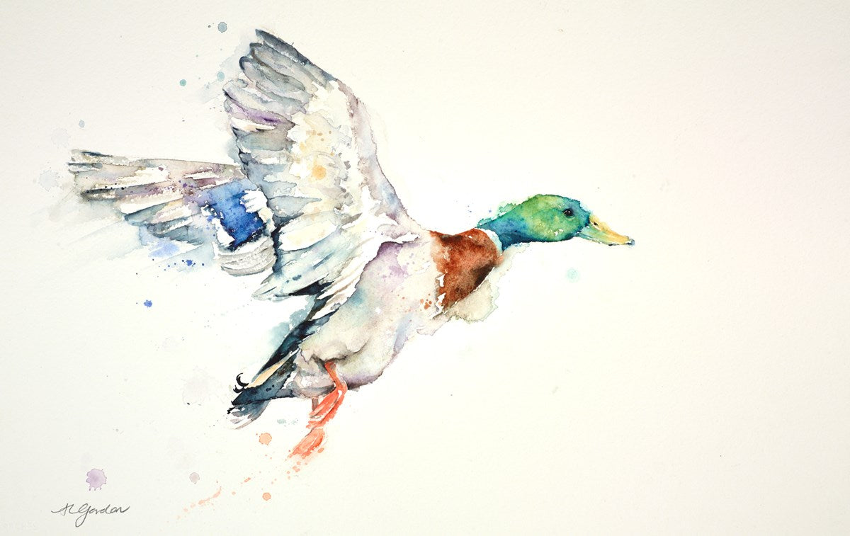 Take Off - Male Mallard
