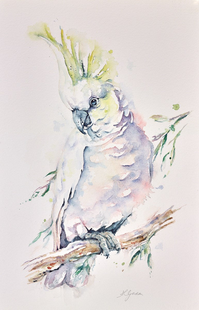 Sulphur Crested Cockatoo